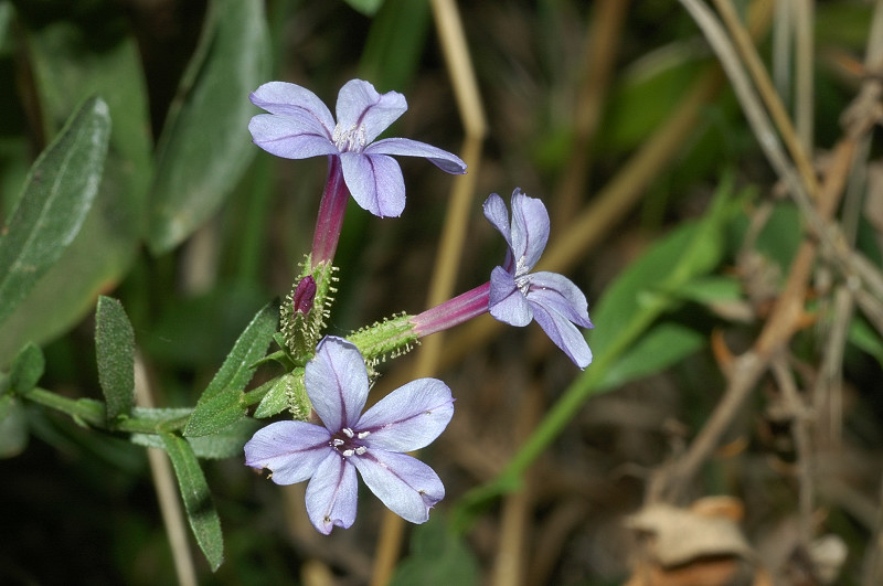 Plumbago europaea / Caprinella